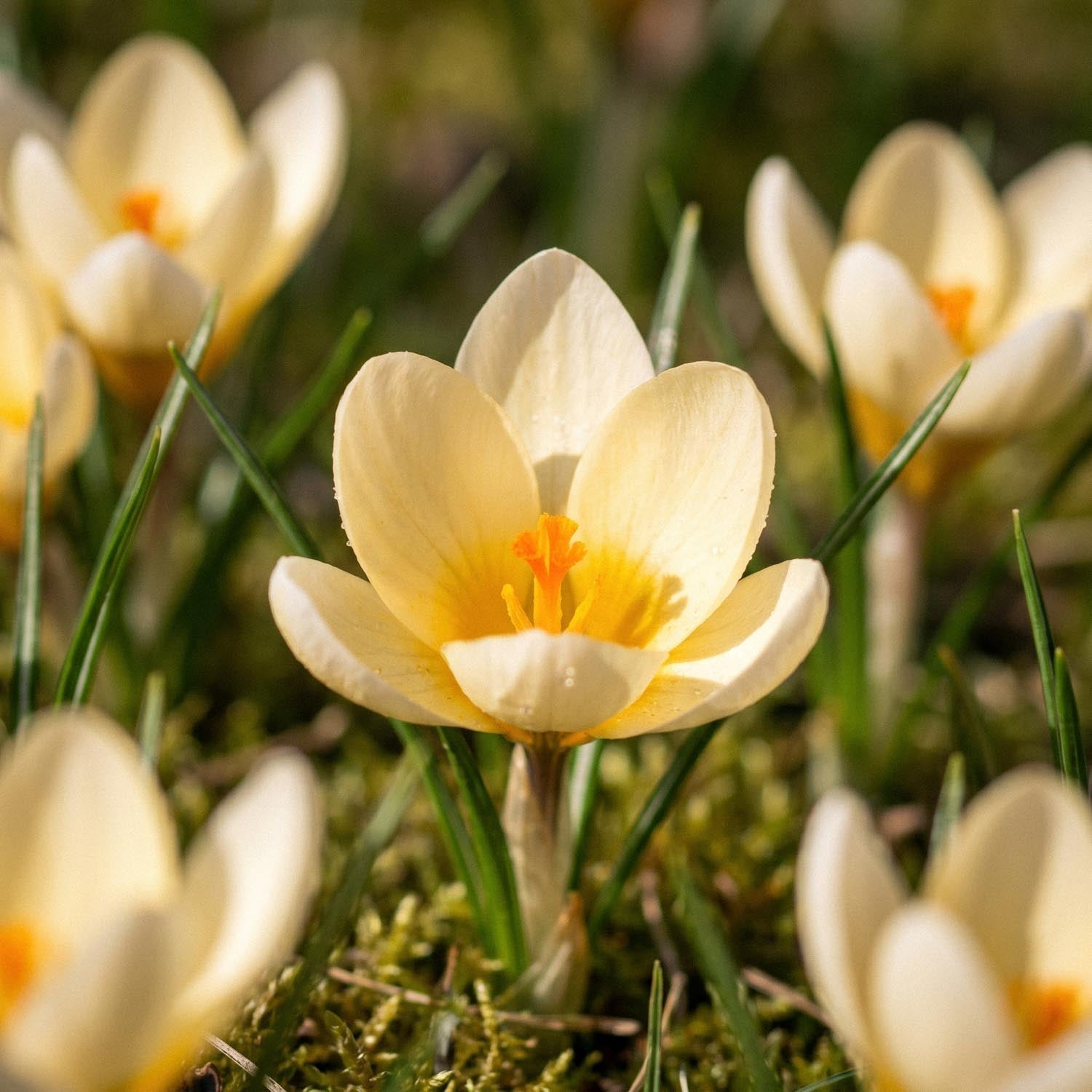 Krookus, Crocus 'Cream Beauty'
