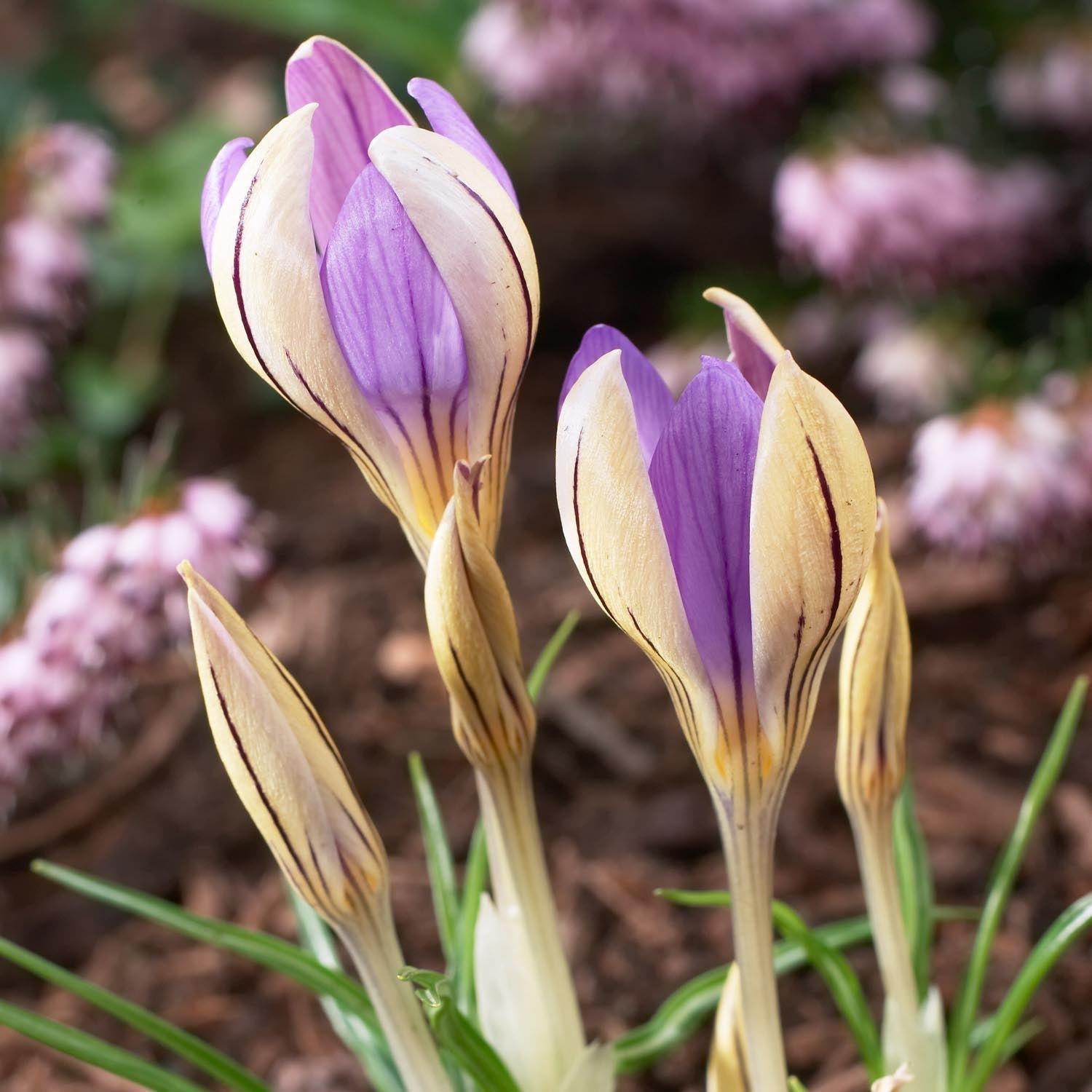 Krookus, Crocus 'De Jager'