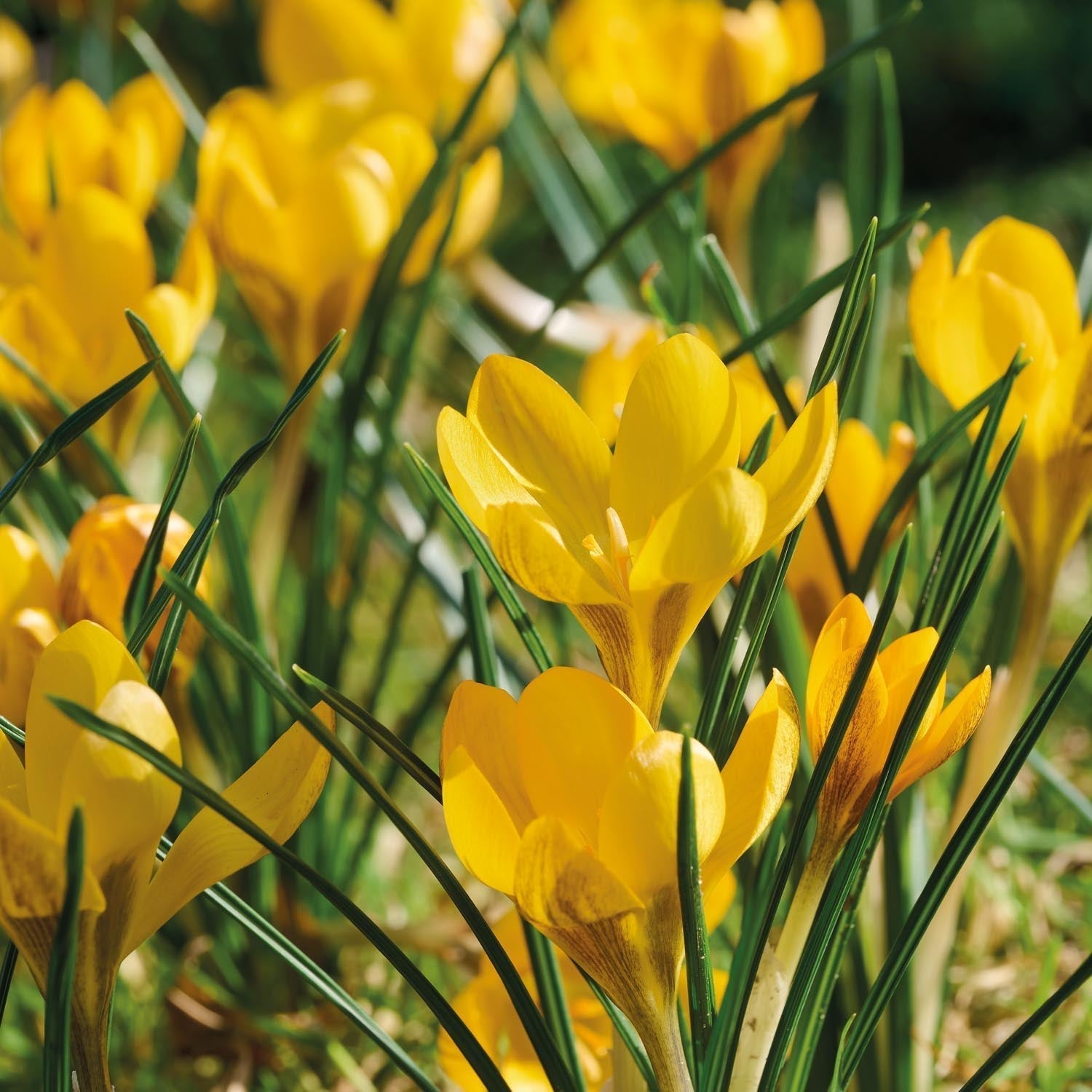 Krookus, Crocus 'Dorothy'