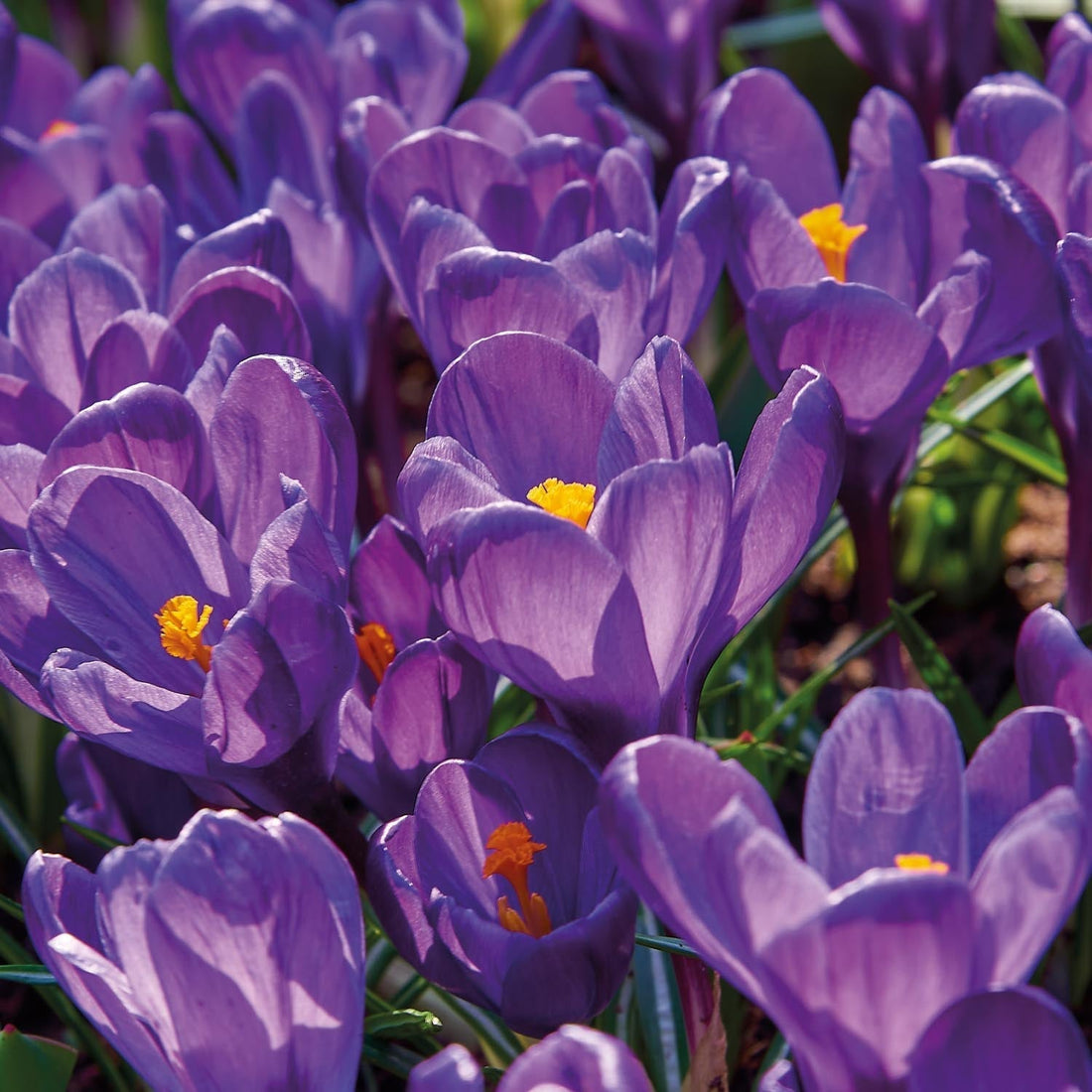 Krookus, Crocus 'Flower Record'