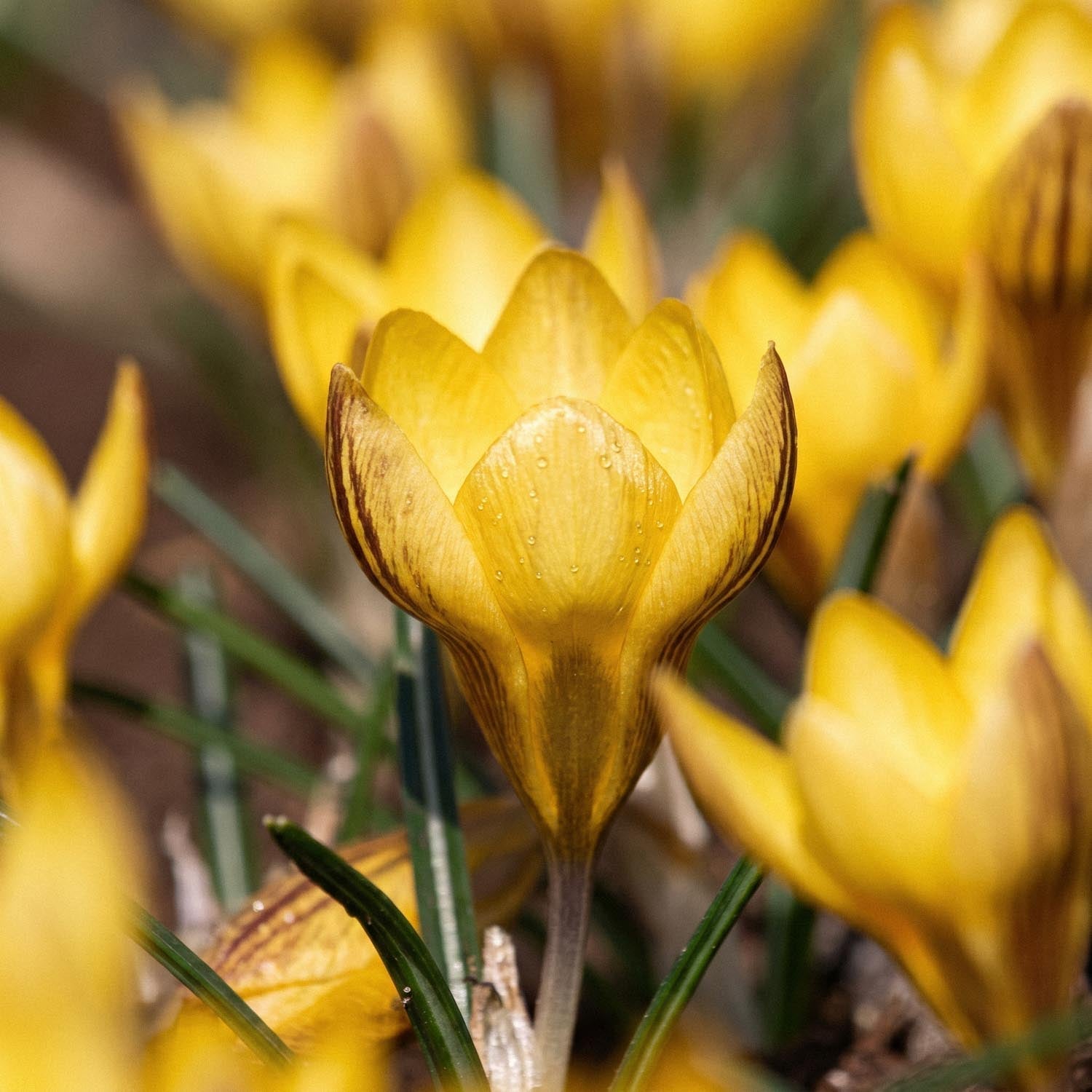 Krookus, Crocus 'Fuscotinctus'