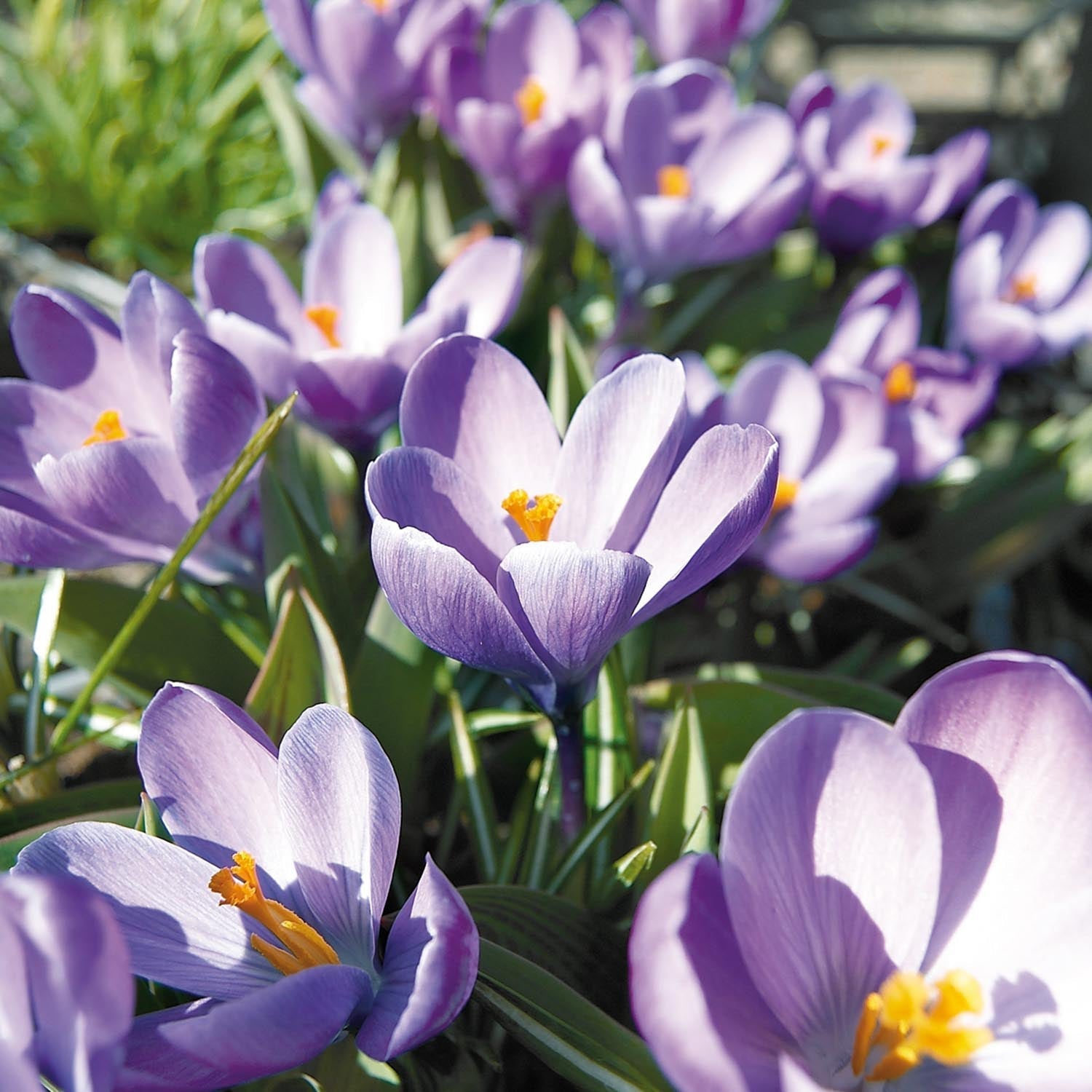 Krookus, Crocus 'Grand Maitre'