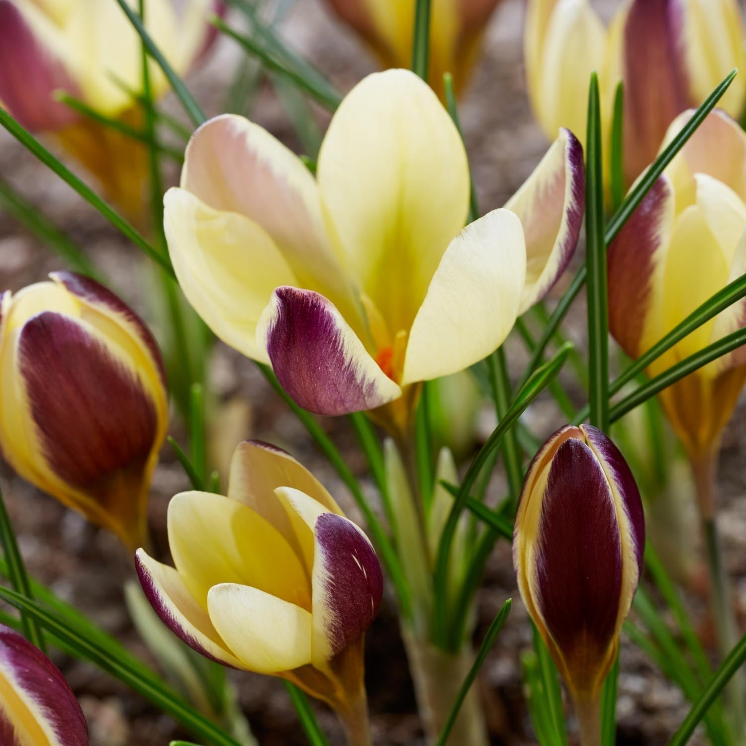 Krookus, Crocus 'Herald'
