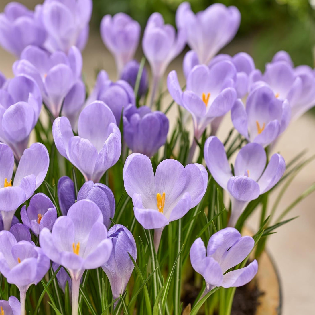 Krookus, Crocus 'Hummingbird'