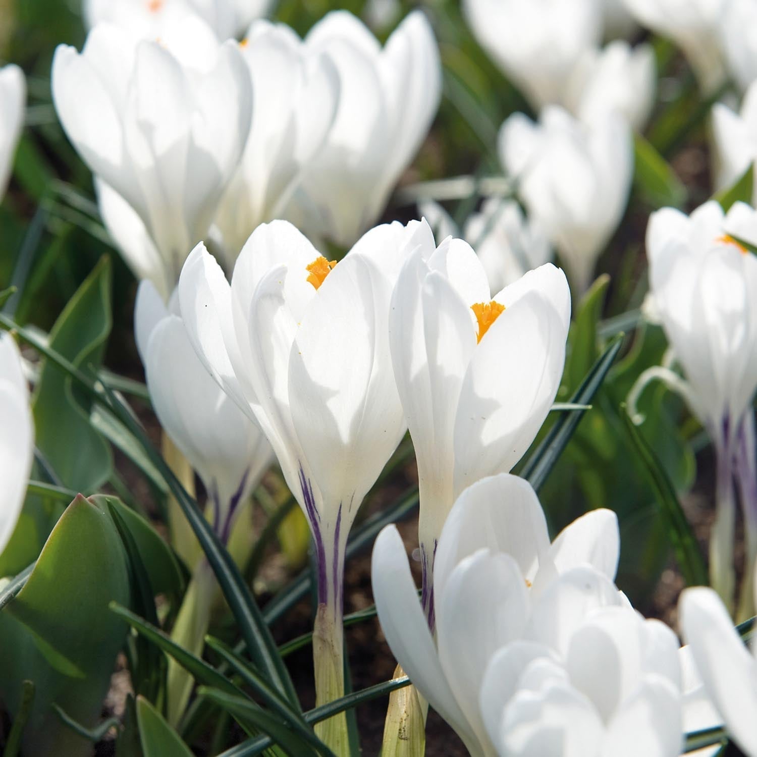 Krookus, Crocus 'Jeanne d'Arc'