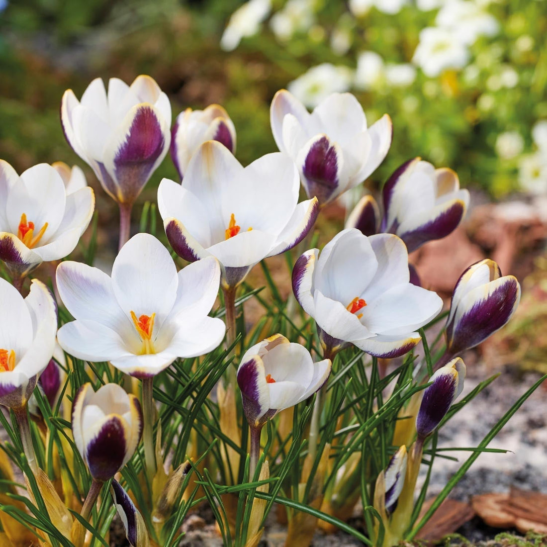 Krookus, Crocus 'Panda'