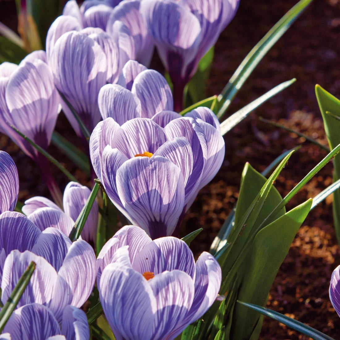 Krookus, Crocus 'Pickwick'