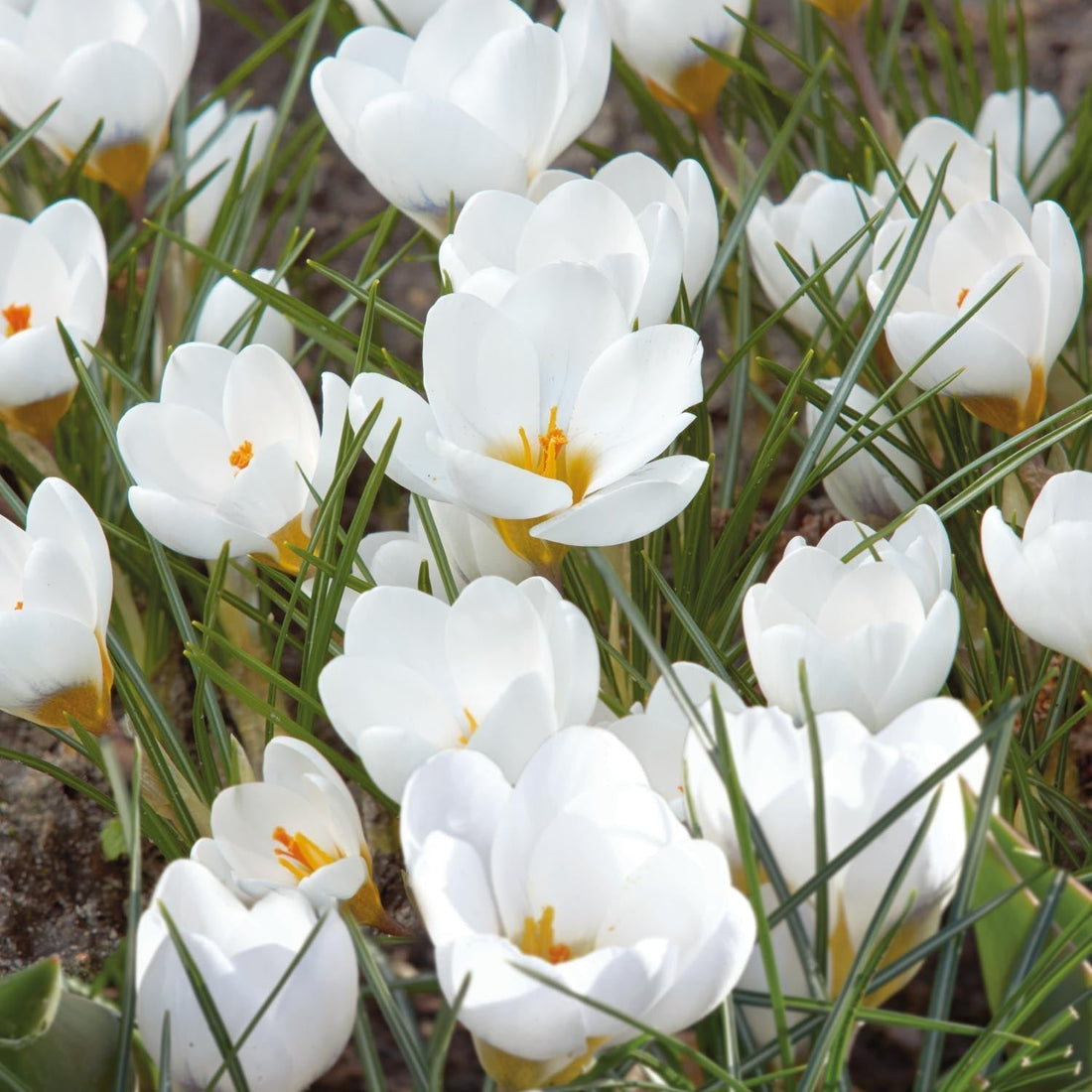 Krookus, Crocus 'Polar Bear'
