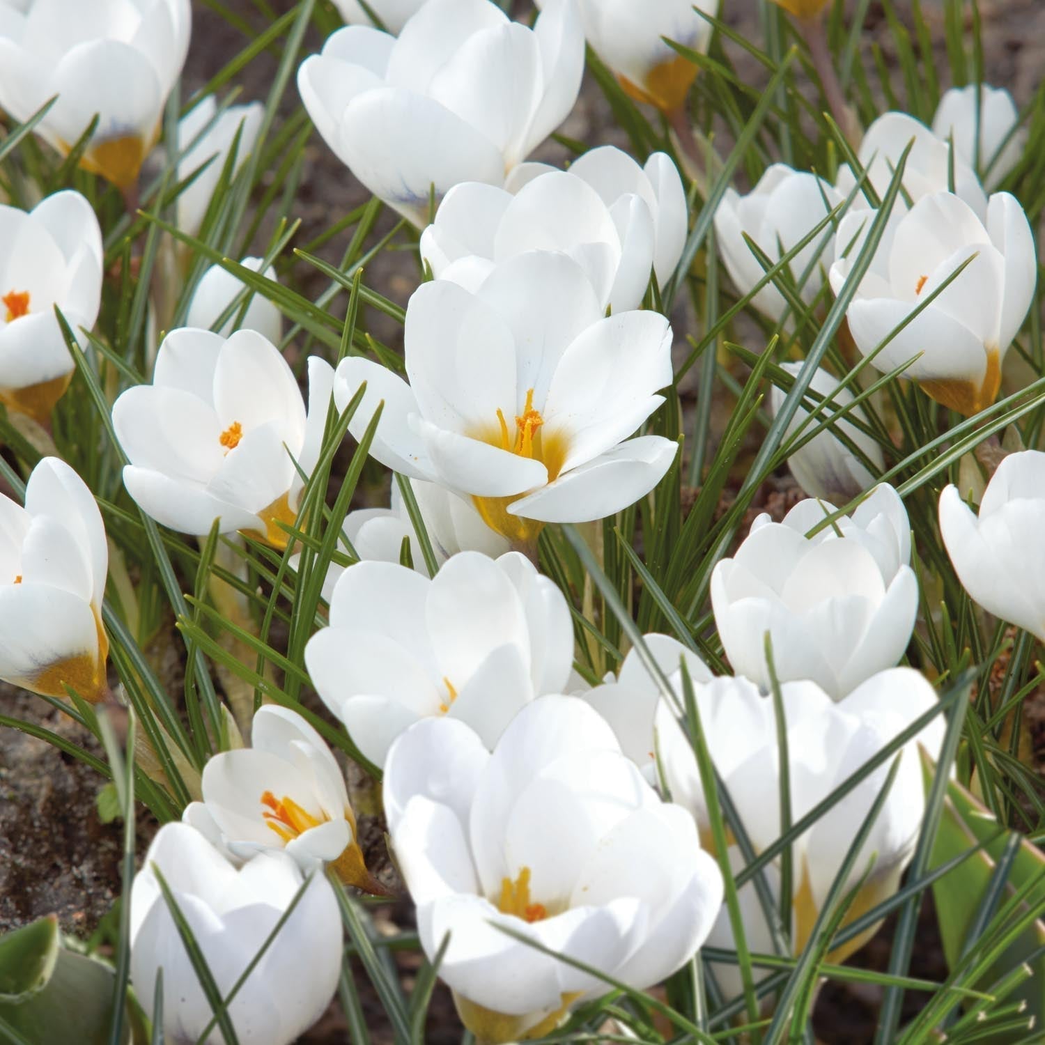 Krookus, Crocus 'Polar Bear'