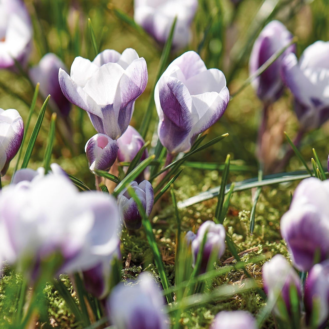 Krookus, Crocus 'Prins Claus'