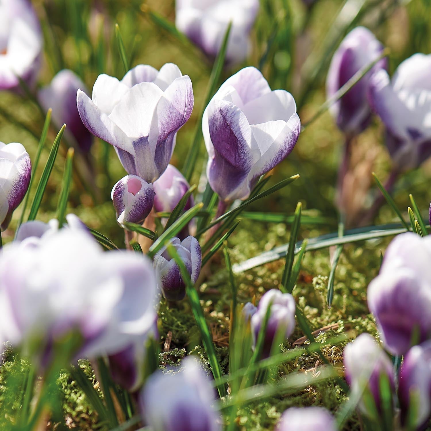 Krookus, Crocus 'Prins Claus'