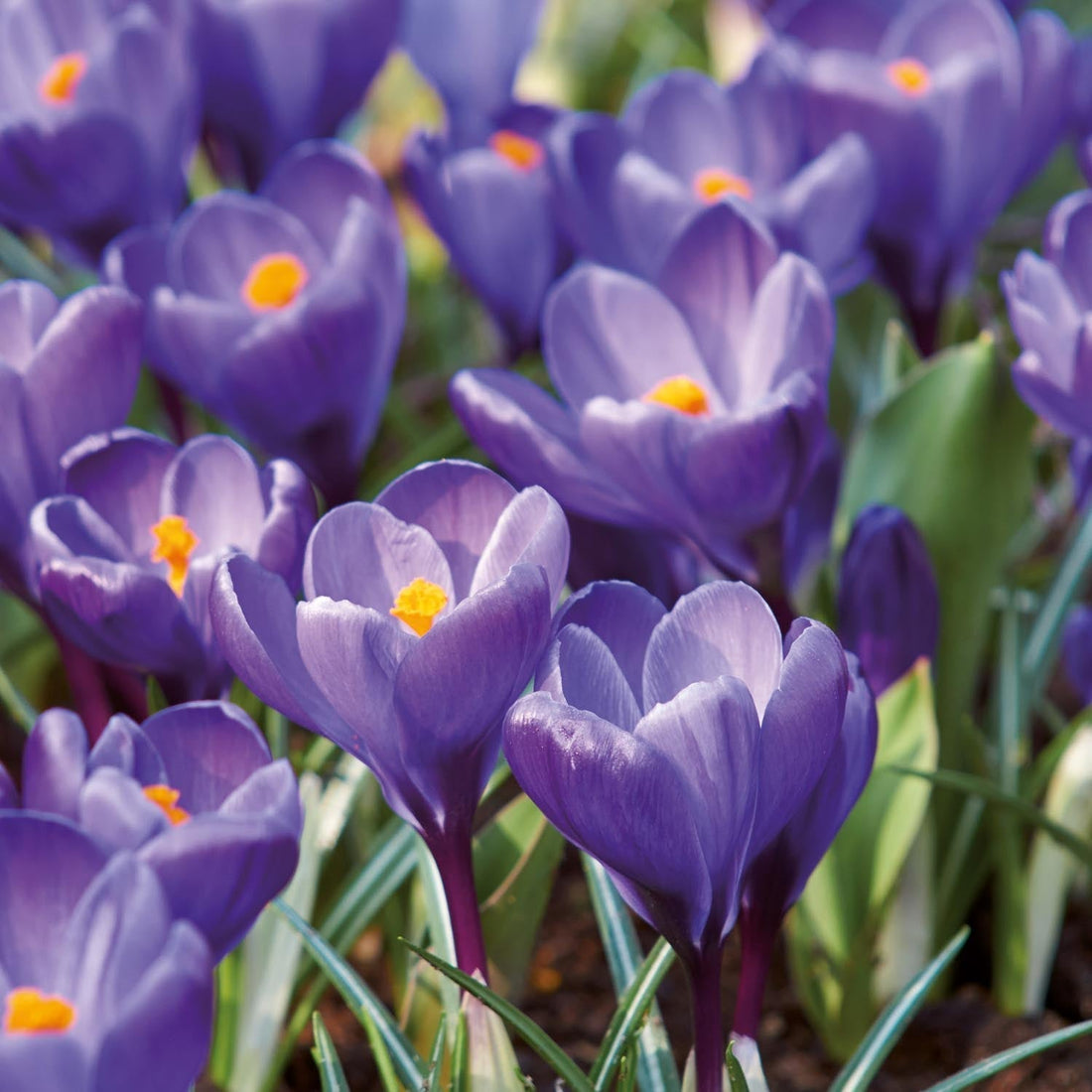 Krookus, Crocus 'Remembrance'