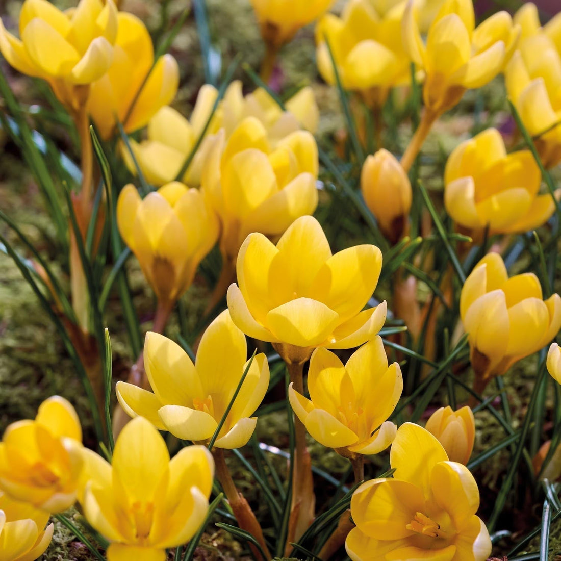 Krookus, Crocus 'Romance'