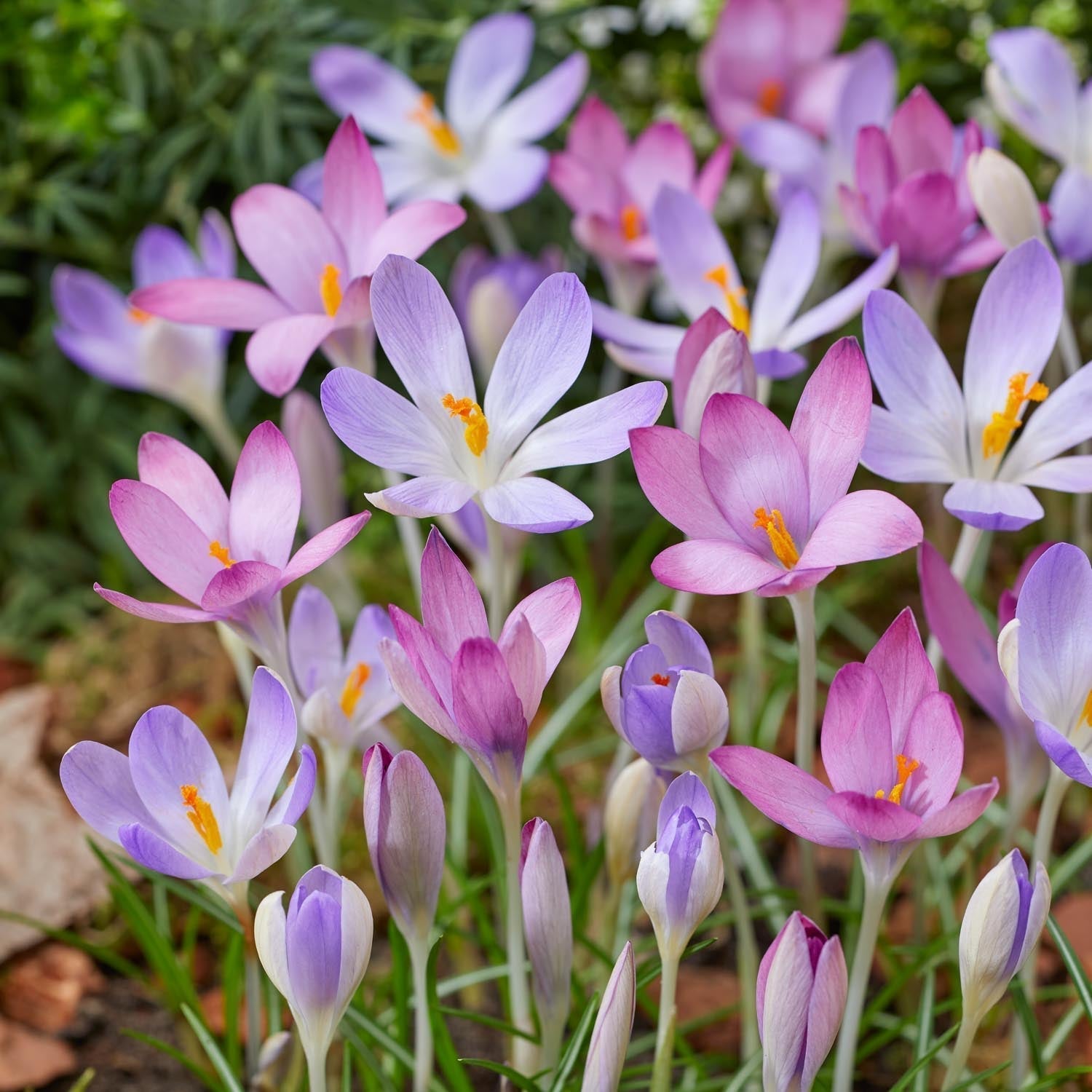 Krookus, Crocus 'Roseus'