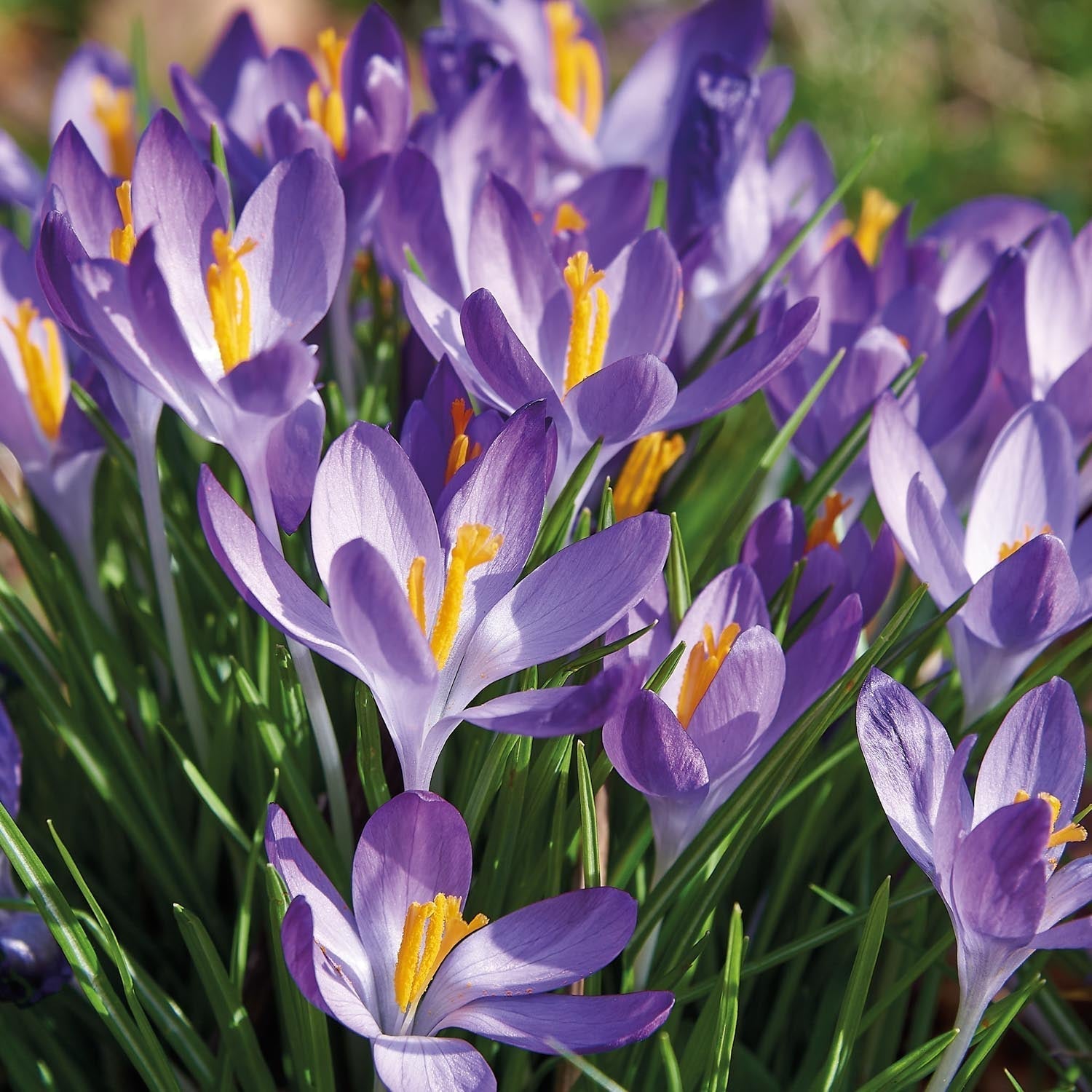 Krookus, Crocus 'Ruby Giant'