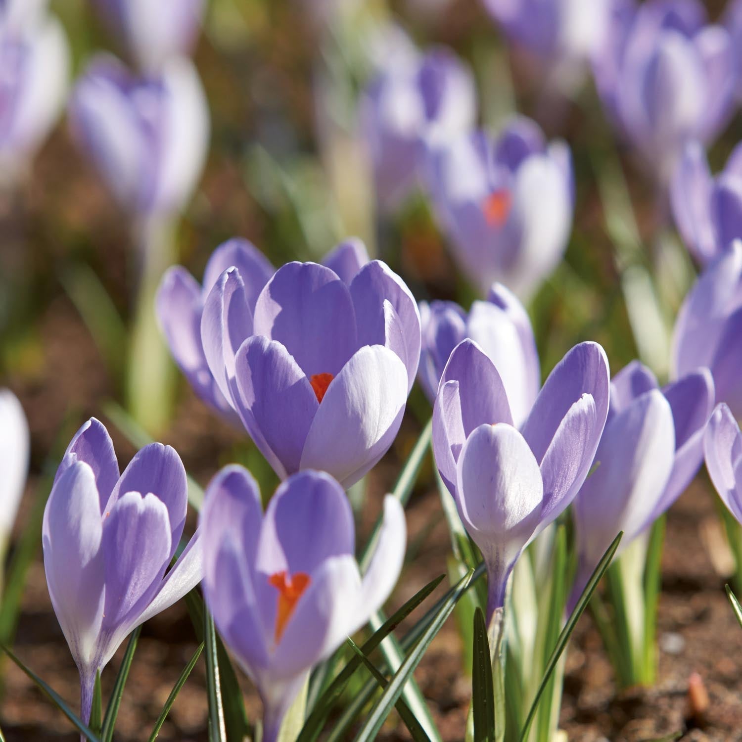 Krookus, Crocus 'Vanguard'