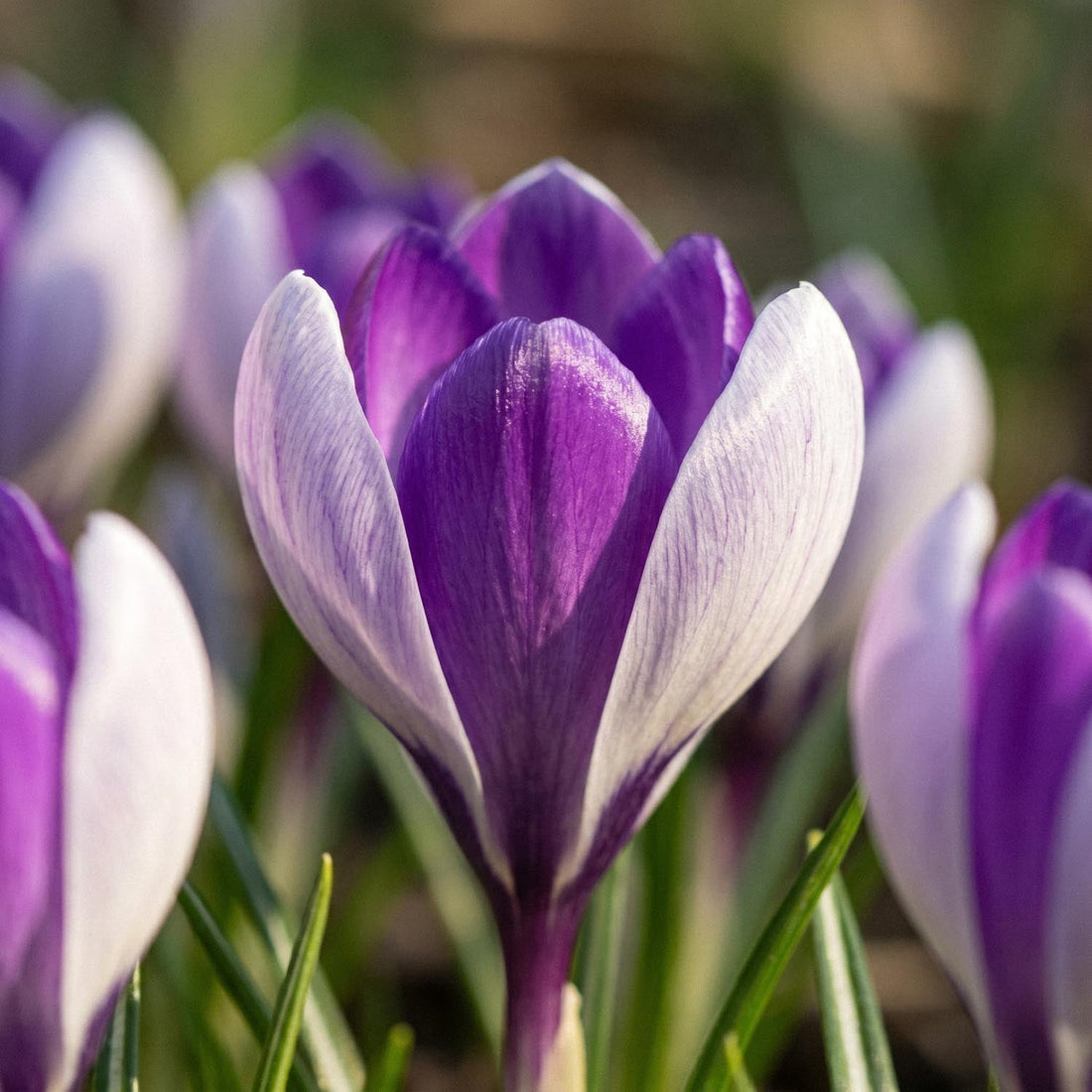 Krookus, Crocus 'Whale Shark'
