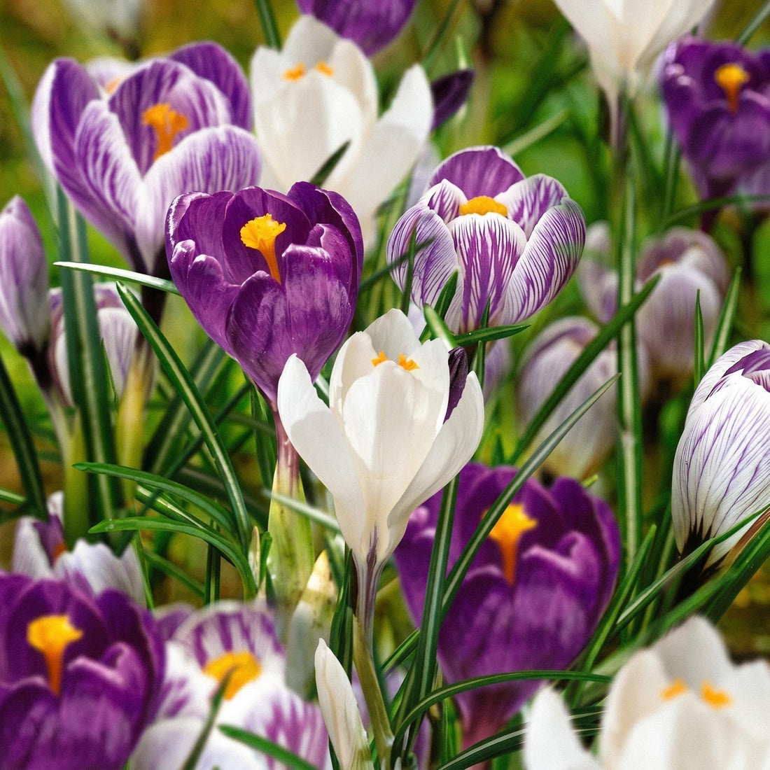 Krookusseos 'Blue, White & Striped Mixed'