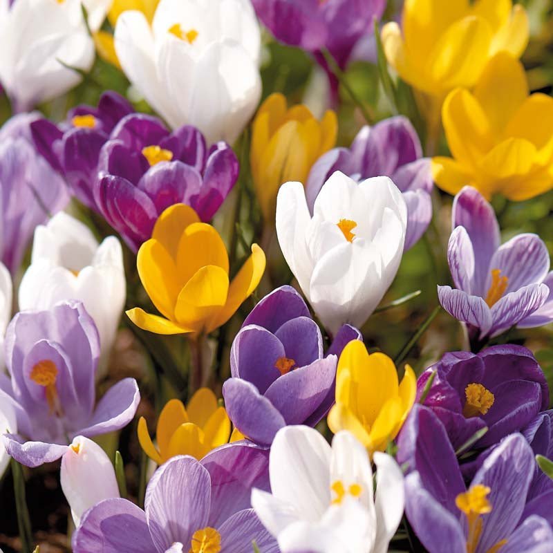 Krookusseos 'Vernus Mixed'