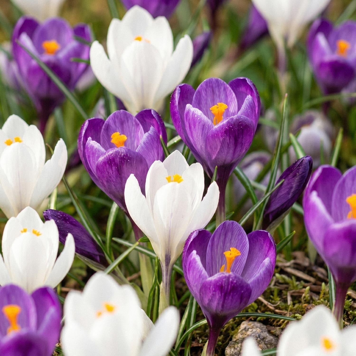 Krookusseos 'White & Purple Mixed'