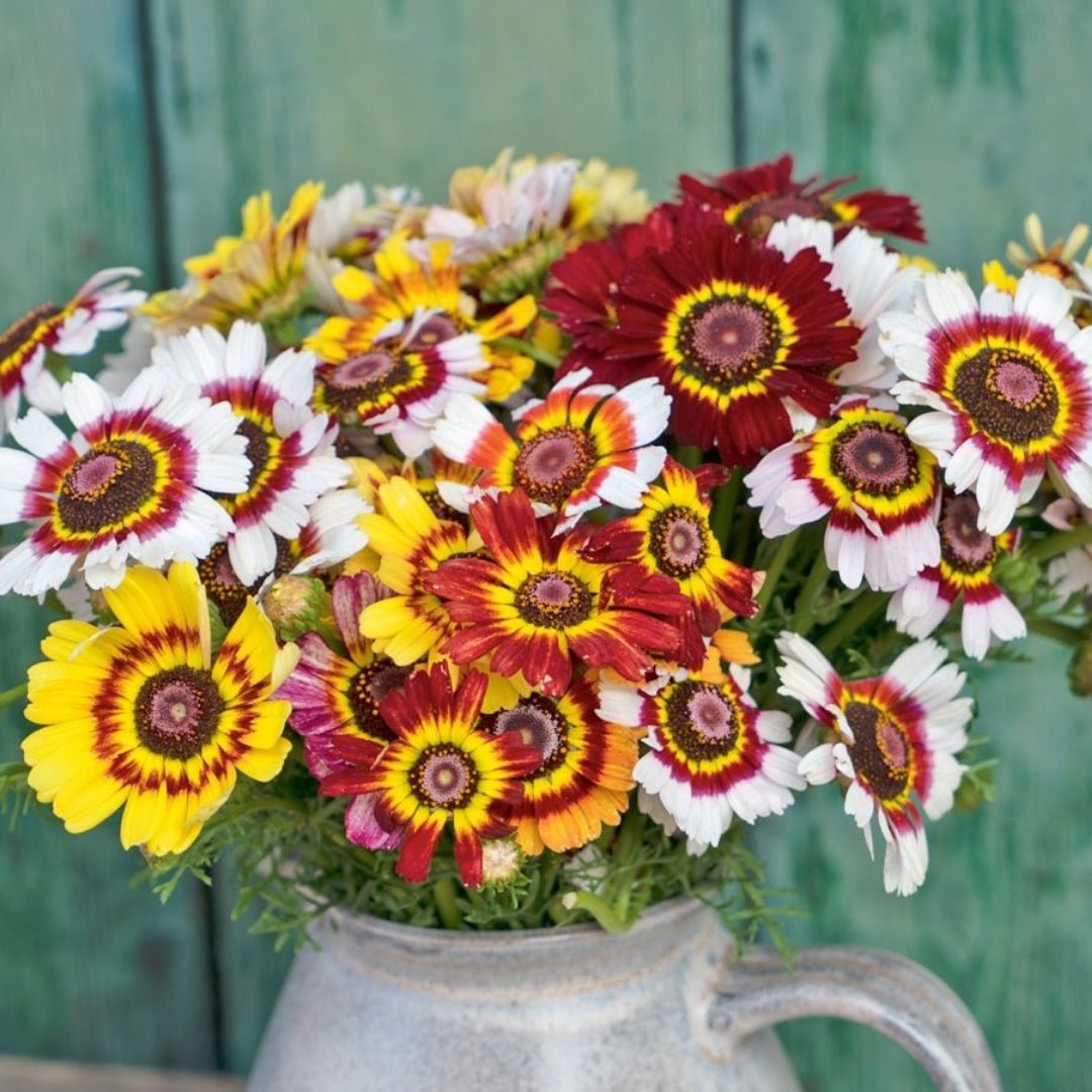 Krysanteemin siemenet 'Mix' - 250 luomusiementä