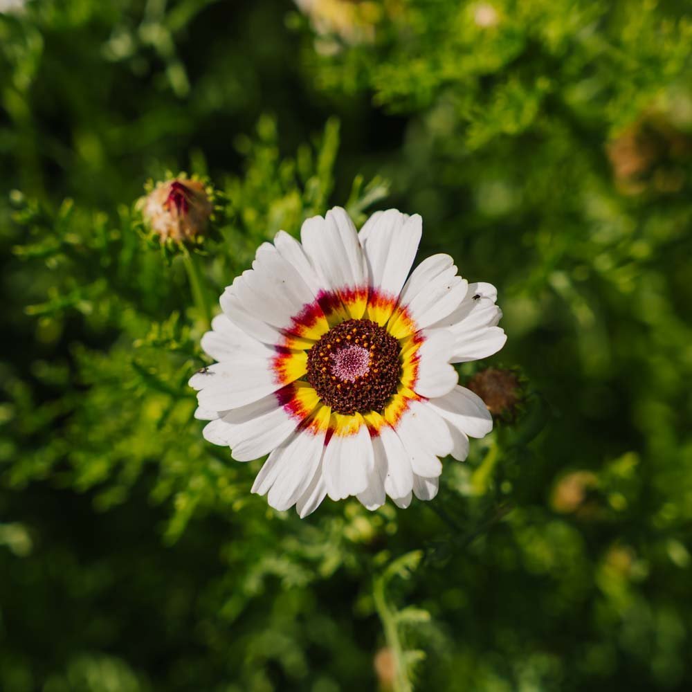 Krysanteemin siemenet 'Mix' - 250 luomusiementä