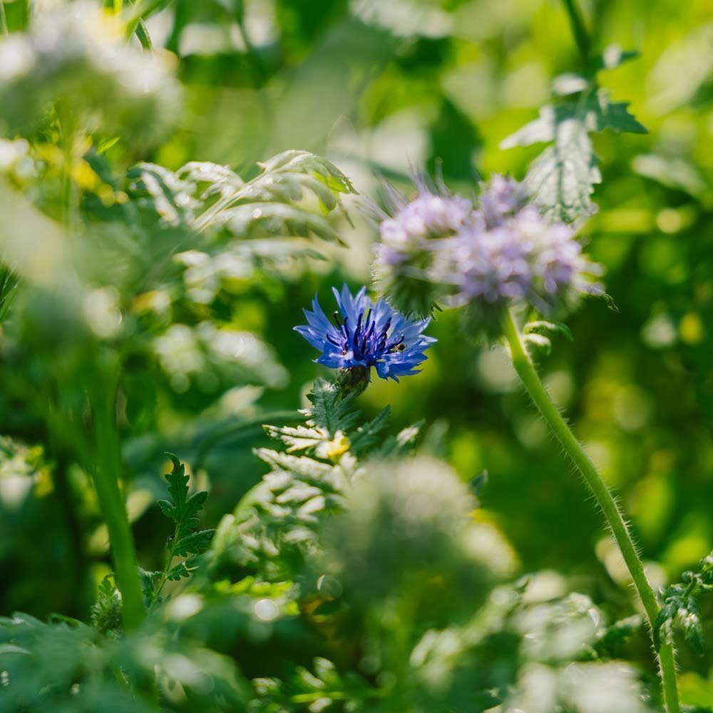 Kukkaseoksen 'Tübingen' - 400 luomusiementä
