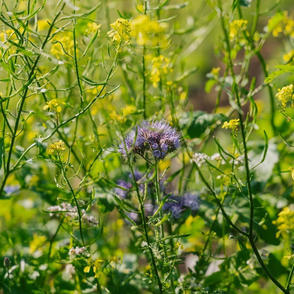 Kukkaseos 'Mix' - 350 luomusiementä