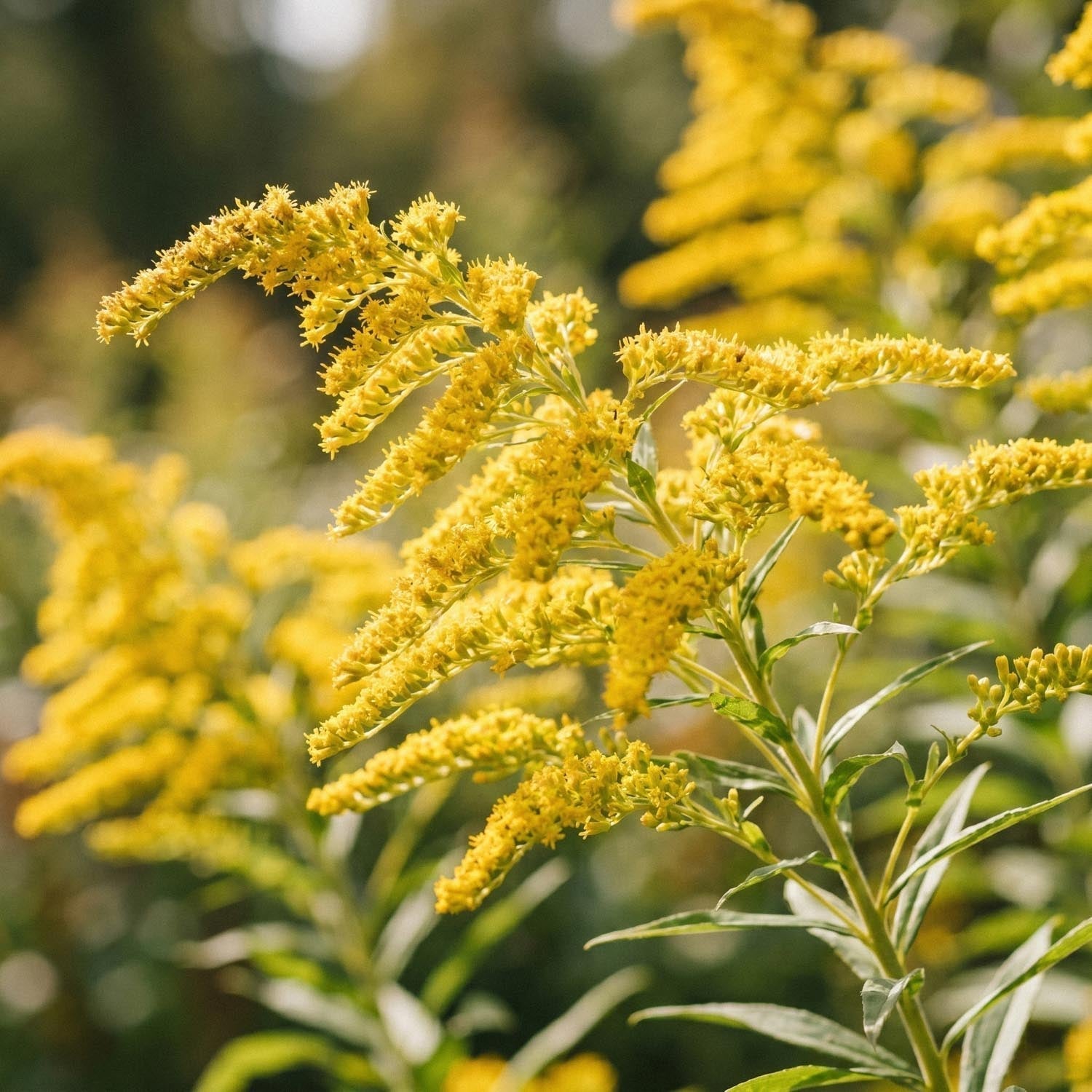 Kultapiisku, Solidago 'Citronella'