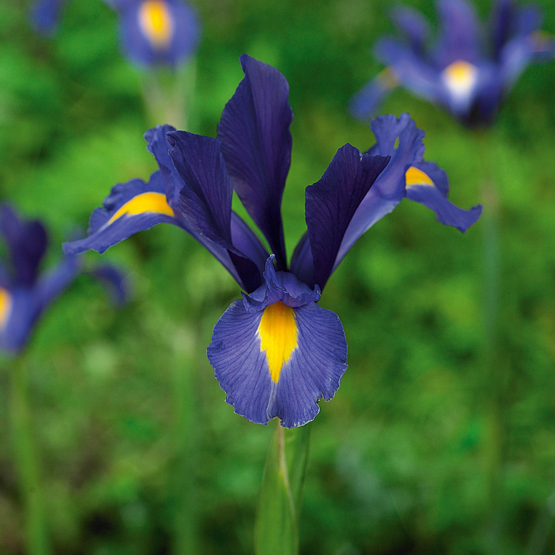 Kurjenmiekka 'Blue Pearl'