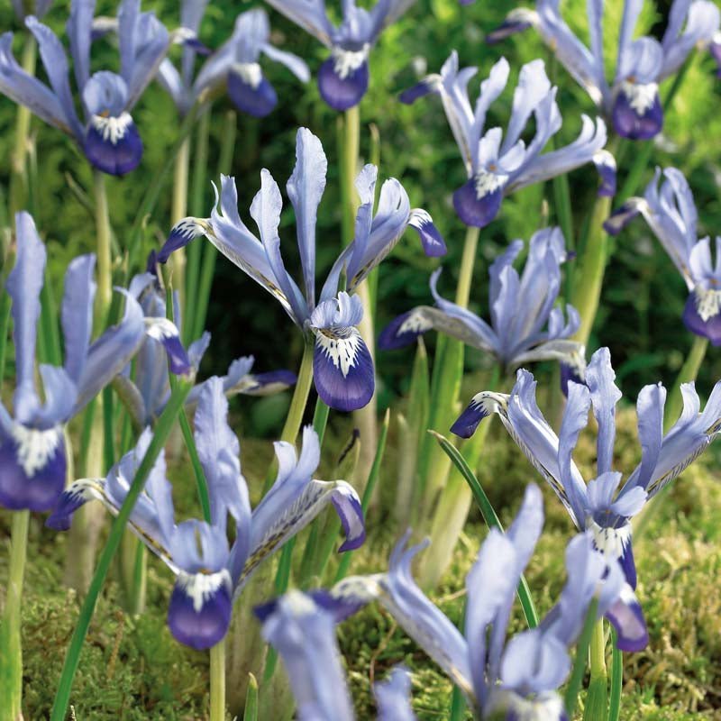 Kurjenmiekka 'Clairette'