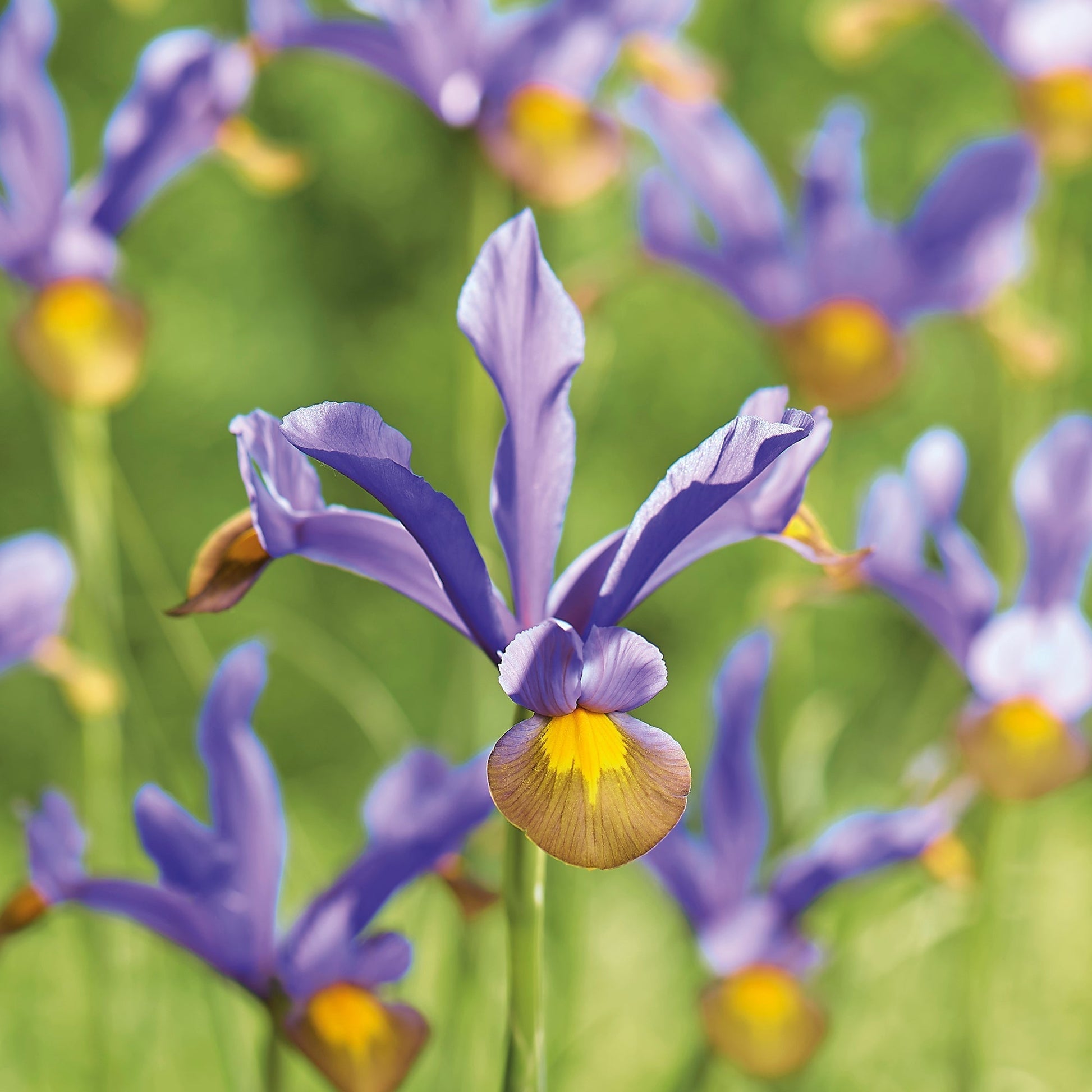 Kurjenmiekka ‘Frans Hals’