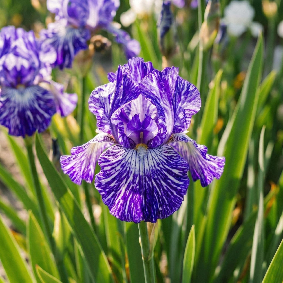 Kurjenmiekka, Iris 'Batik'
