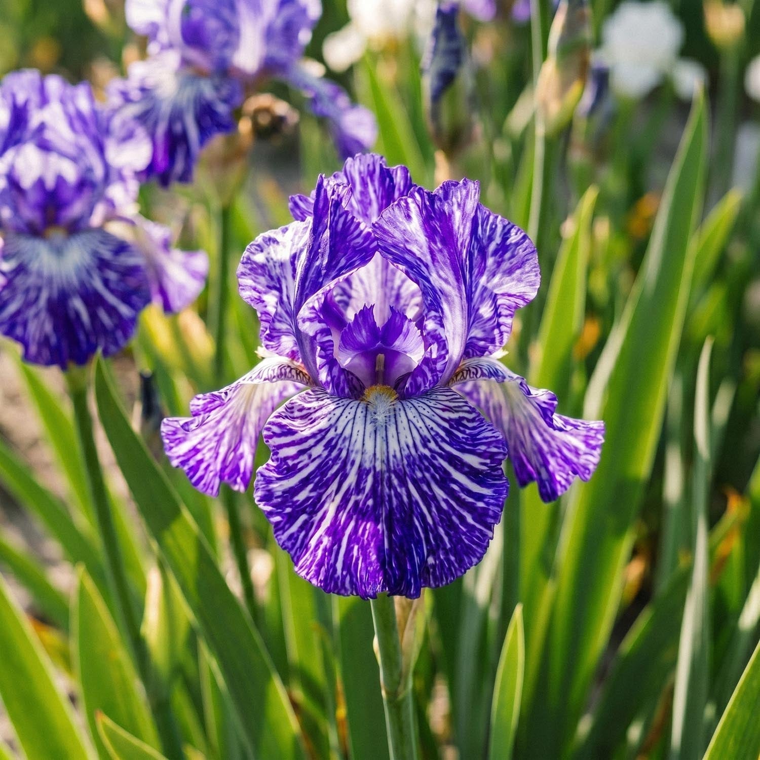 Kurjenmiekka, Iris 'Batik'