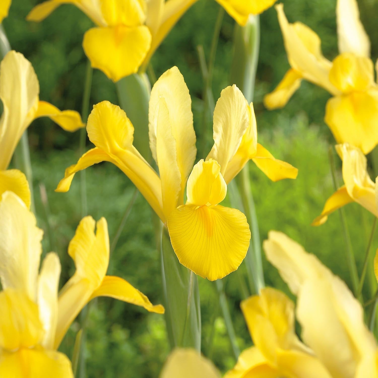 Kurjenmiekka, Iris 'Golden Harvest'