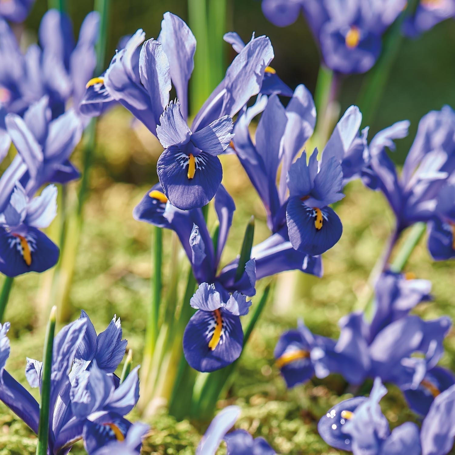 Kurjenmiekka, Iris 'Harmony'