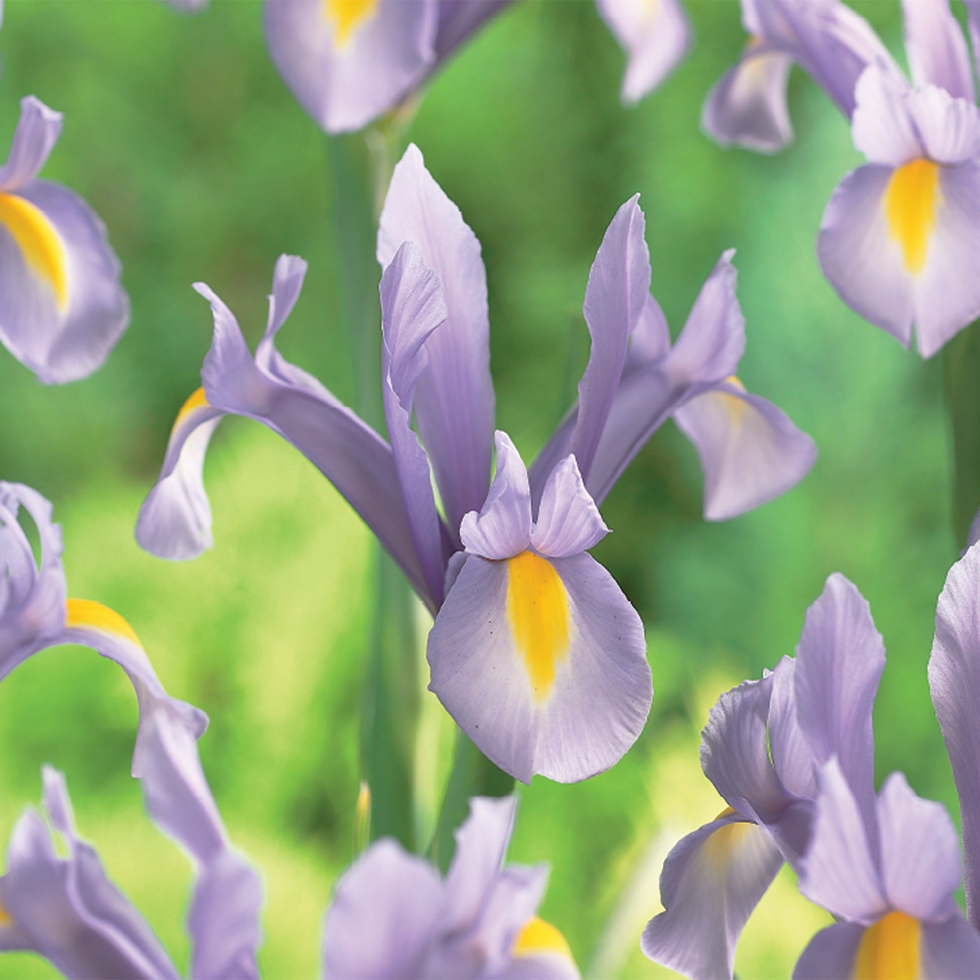 Kurjenmiekka ‘King Mauve’