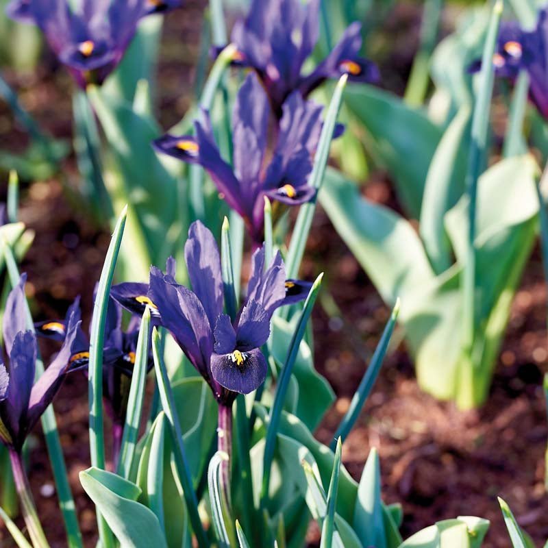 Kurjenmiekka 'Pixie'