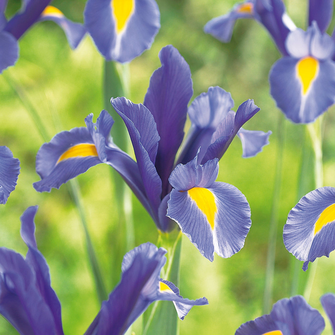 Kurjenmiekka ‘Sapphire Beauty’