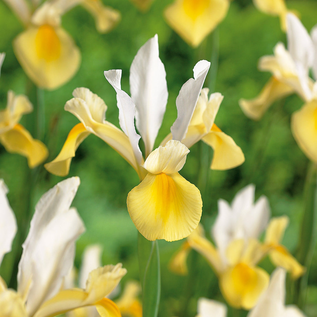 Kurjenmiekka ‘Symphony‘