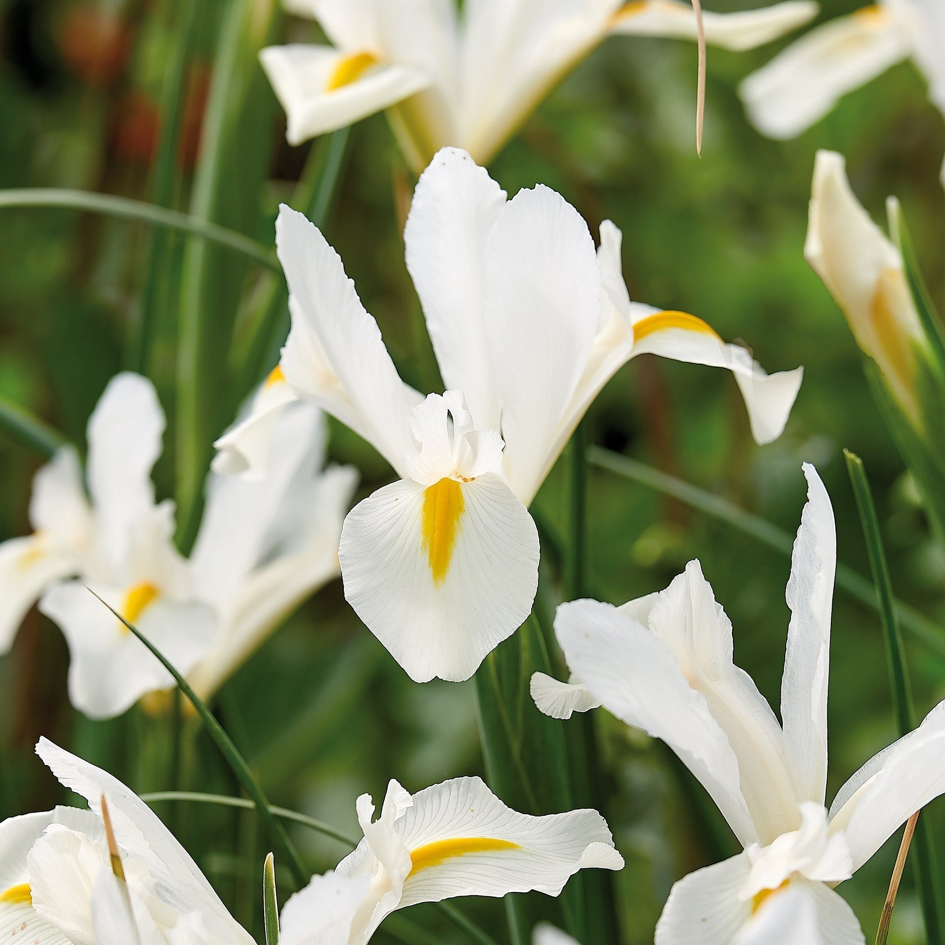 Kurjenmiekka ‘White Excelsior’