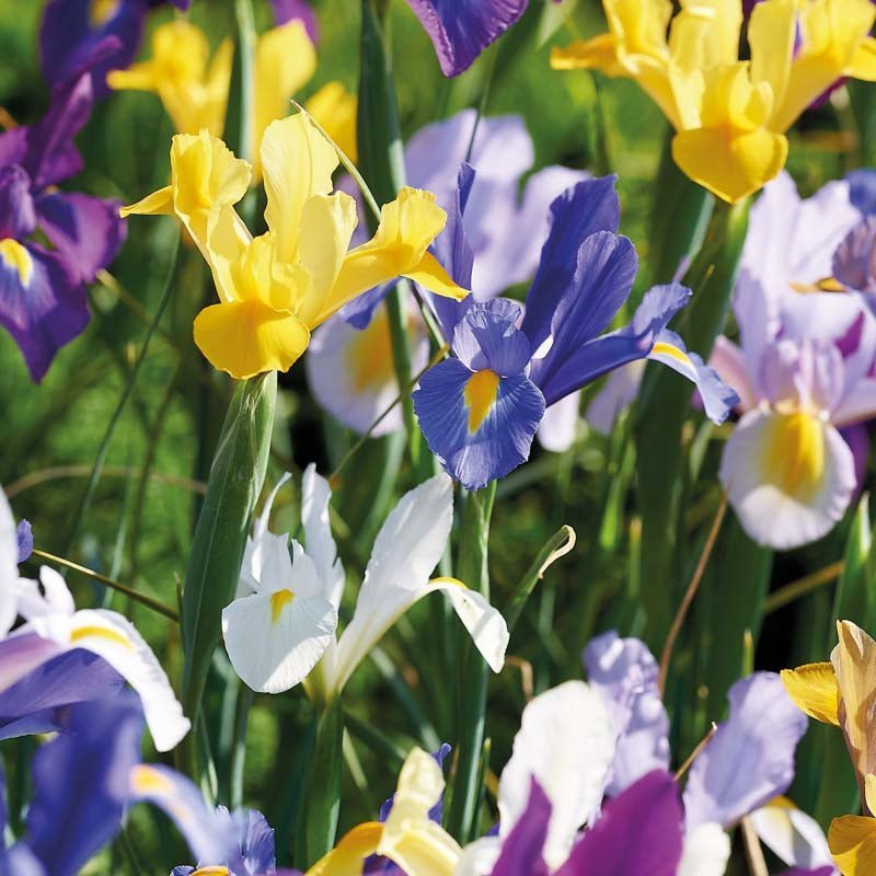 Kurjenmiekkaseos 'Hollandica Mixed'