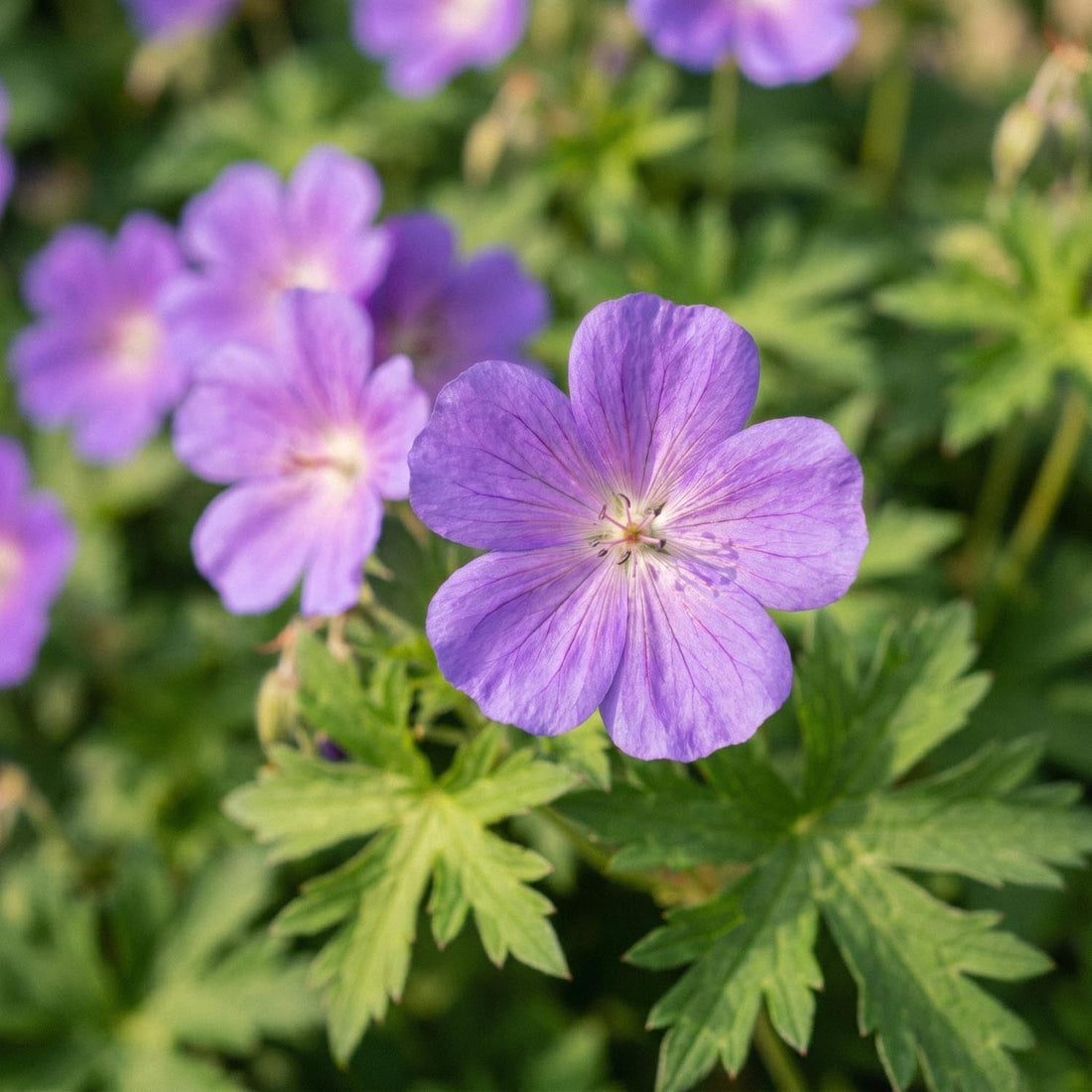 Kurjenpolvi, Geranium 'Brookside'