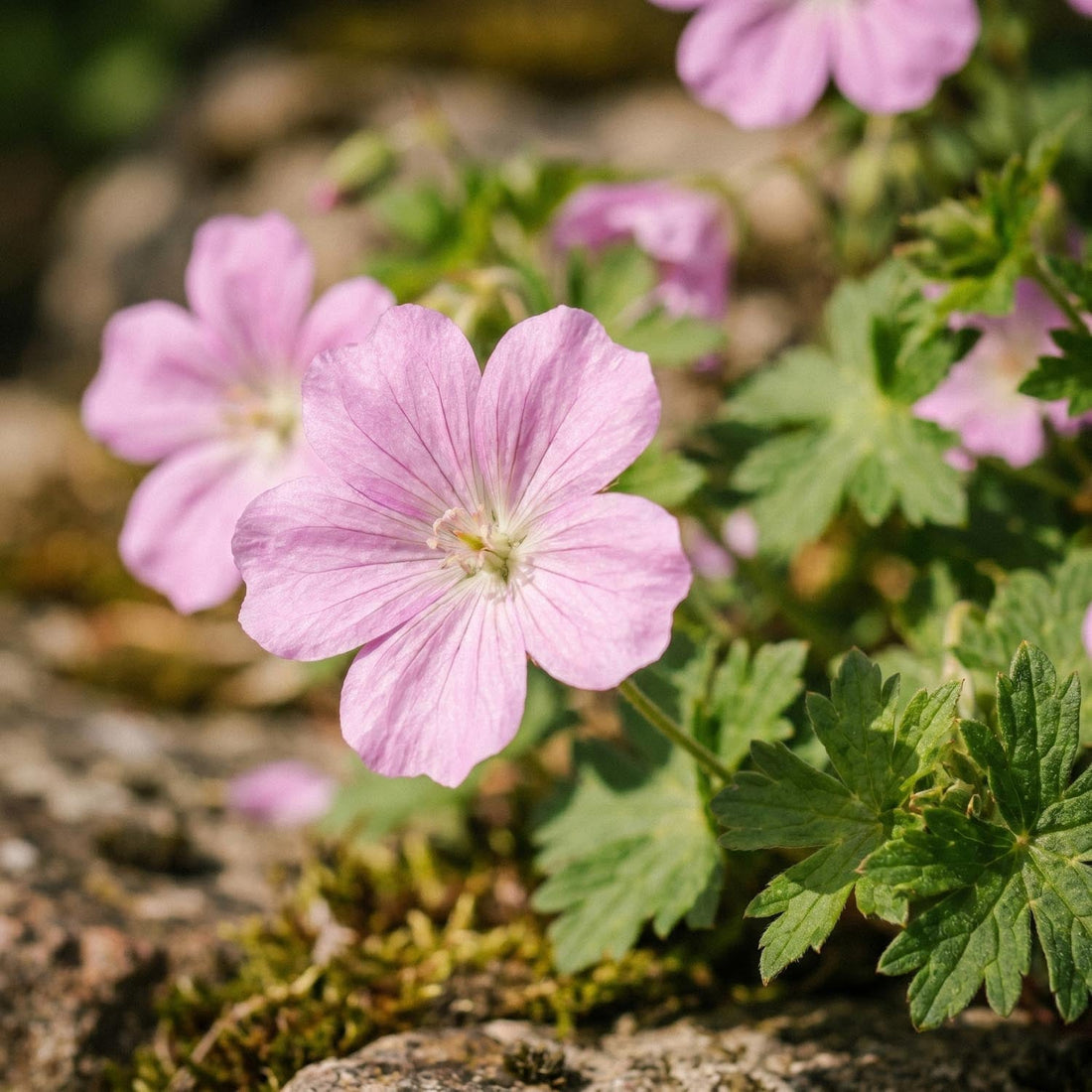 Kurjenpolvi, Geranium 'Wargrave Pink'