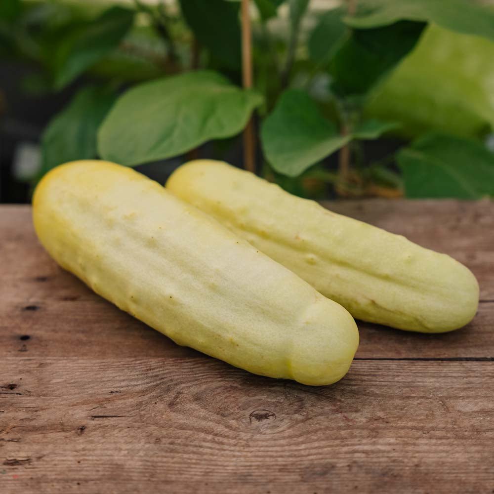 Kurkun siemenet 'Gele Tros' - 10 luomusiementä