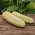 Kurkun siemenet 'Gele Tros' - 10 luomusiementä