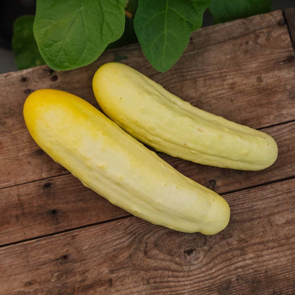 Kurkun siemenet 'Gele Tros' - 10 luomusiementä