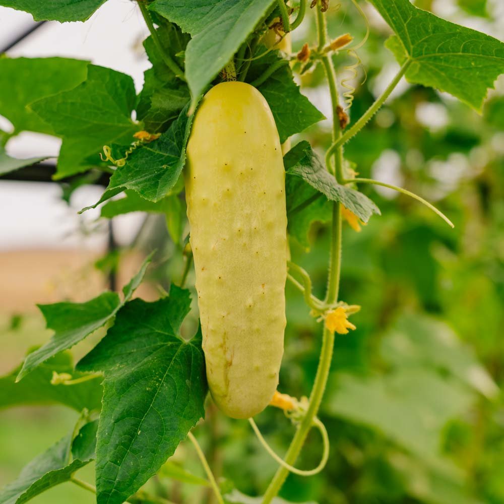Kurkun siemenet 'Gele Tros' - 10 luomusiementä
