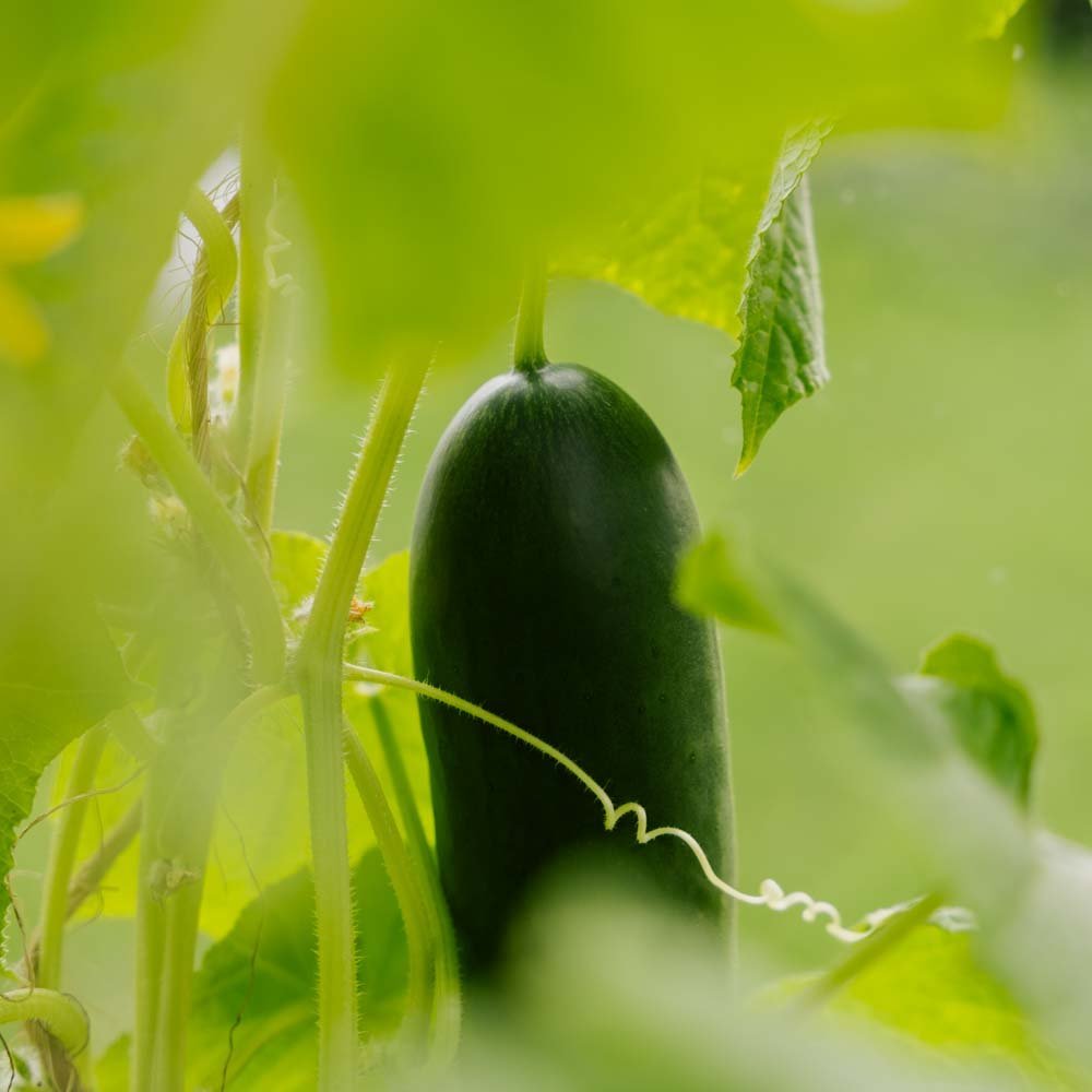 Kurkun siemenet 'La Diva' - 5 luomusiementä