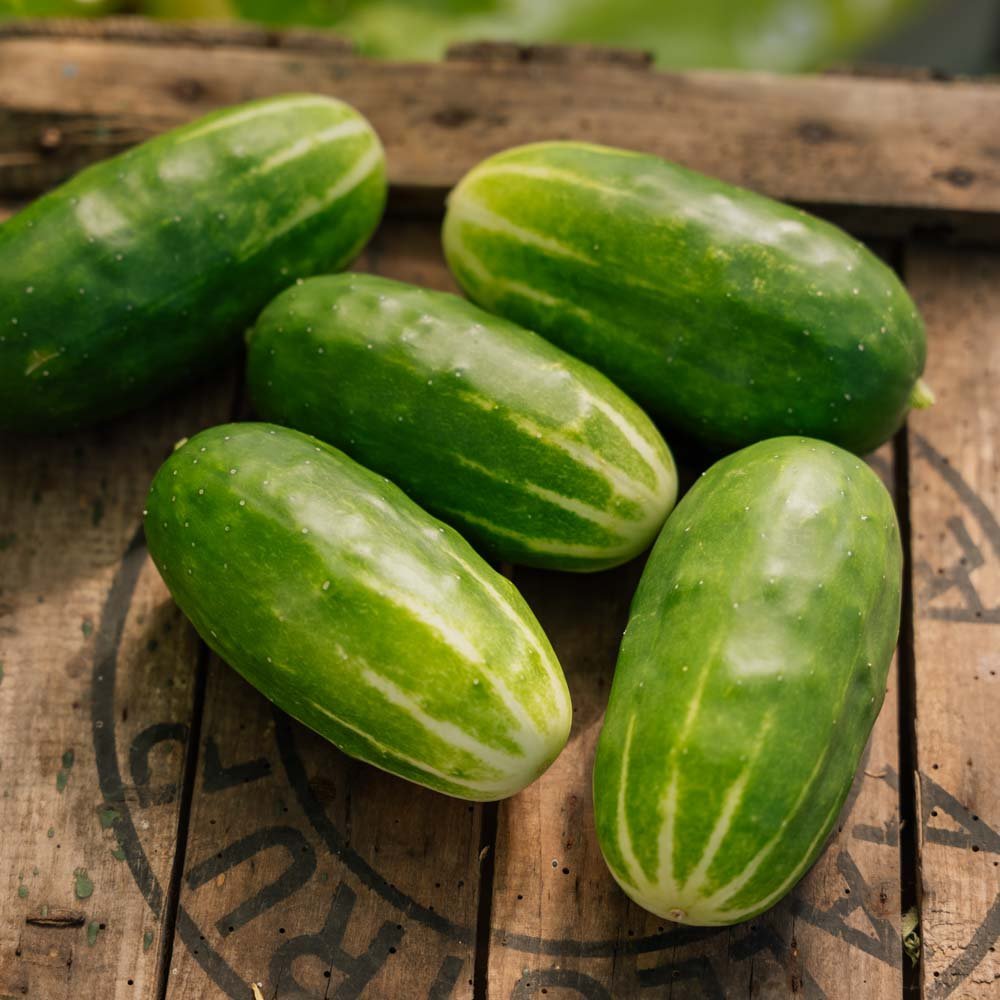 Kurkun siemenet 'Liefje' - 10 luomusiementä